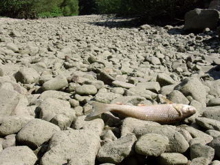 pas la joie pour les poissons...